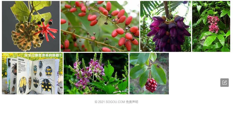 兰屿血藤照片和图片/