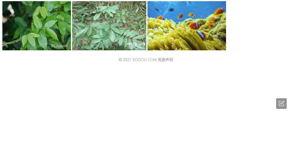 兰屿鱼藤照片和图片/