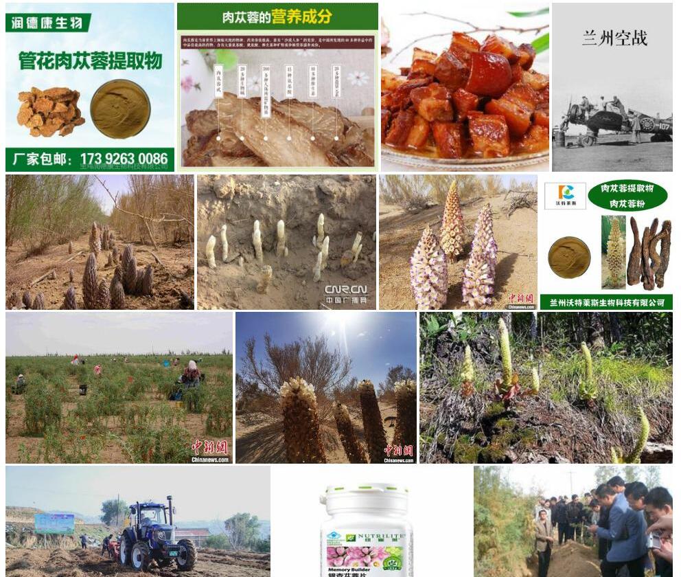 兰州肉苁蓉照片和图片/
