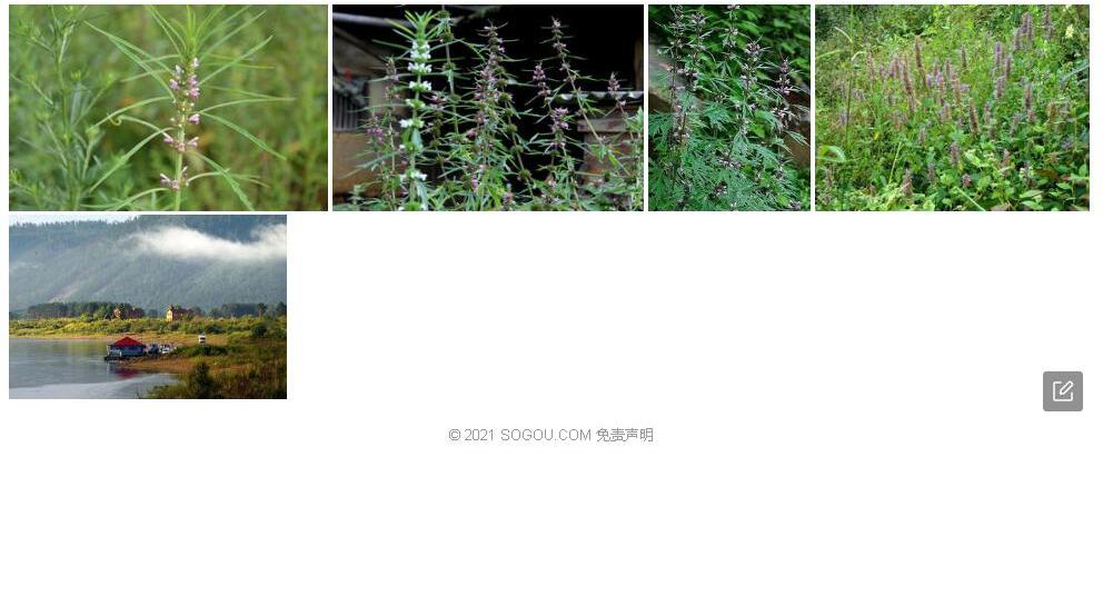 兴安益母草照片和图片/