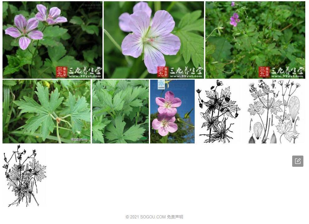 兴安老鹳草照片和图片/