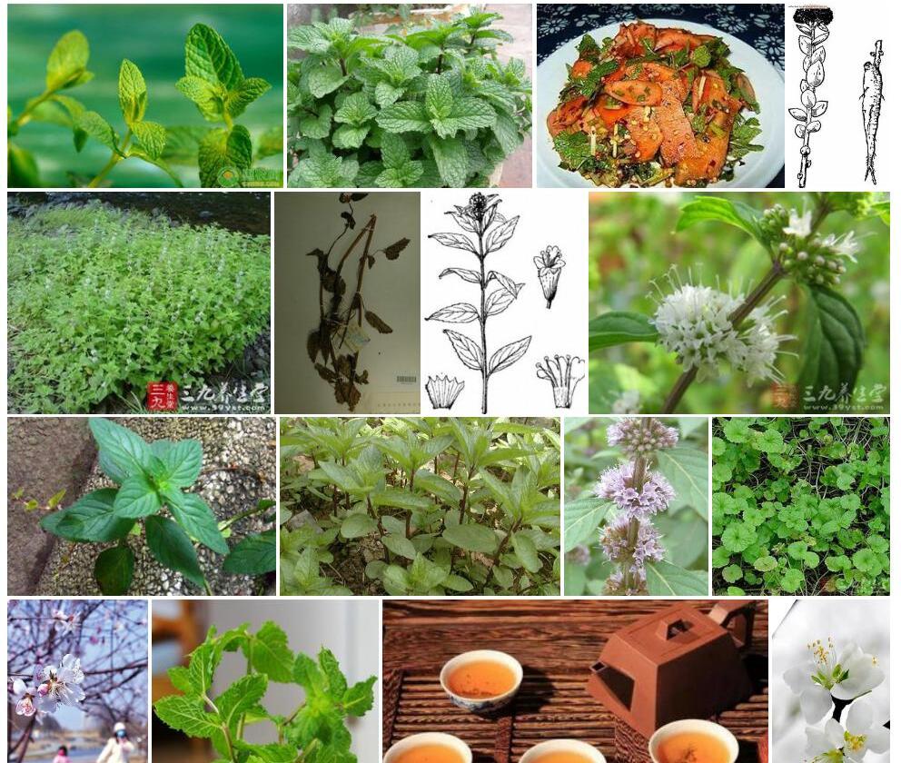 兴安薄荷照片和图片/