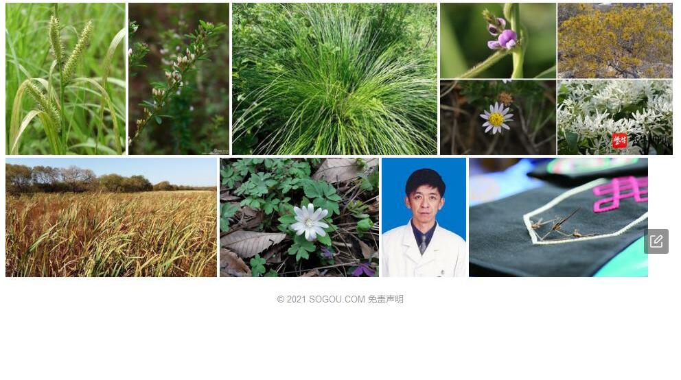 兴安薹草照片和图片/