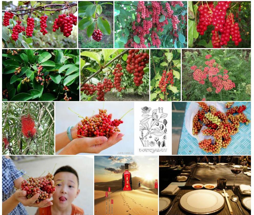 兴山五味子照片和图片/
