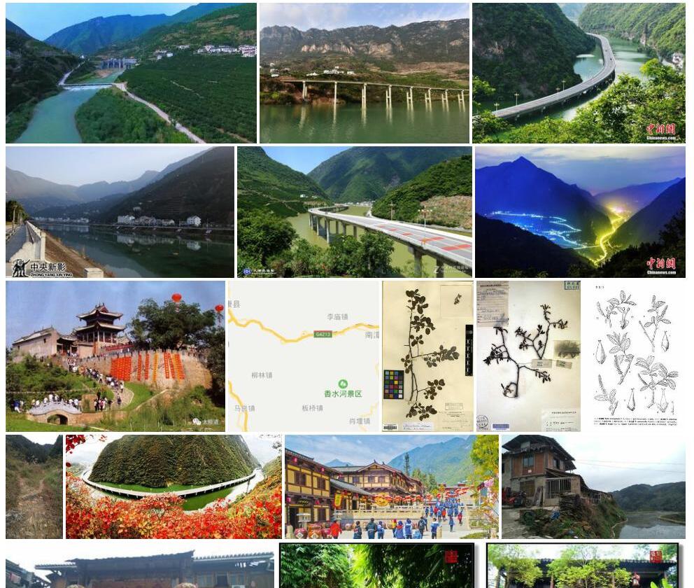 兴山柳照片和图片/