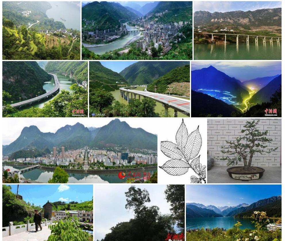 兴山榆照片和图片/
