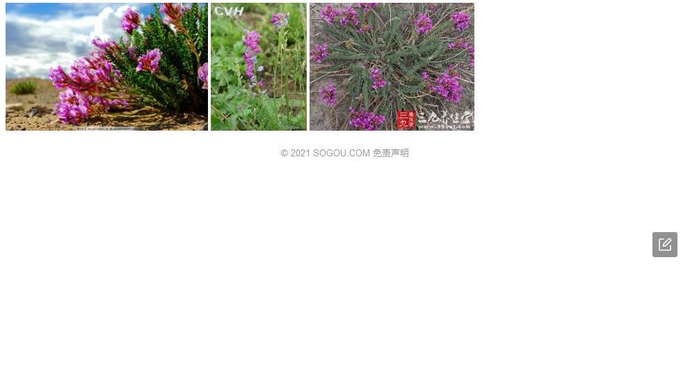 兴隆山棘豆照片和图片/