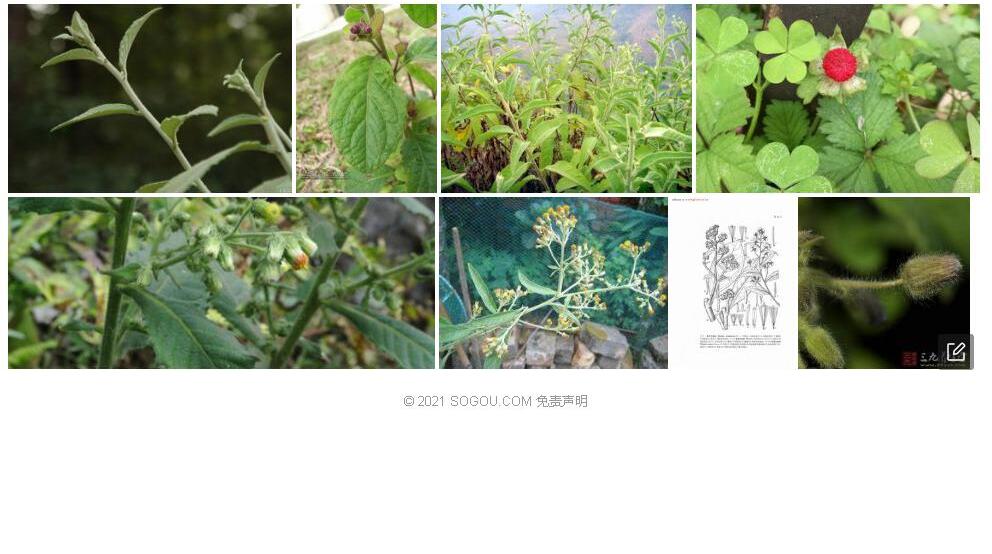具腺艾纳香照片和图片/