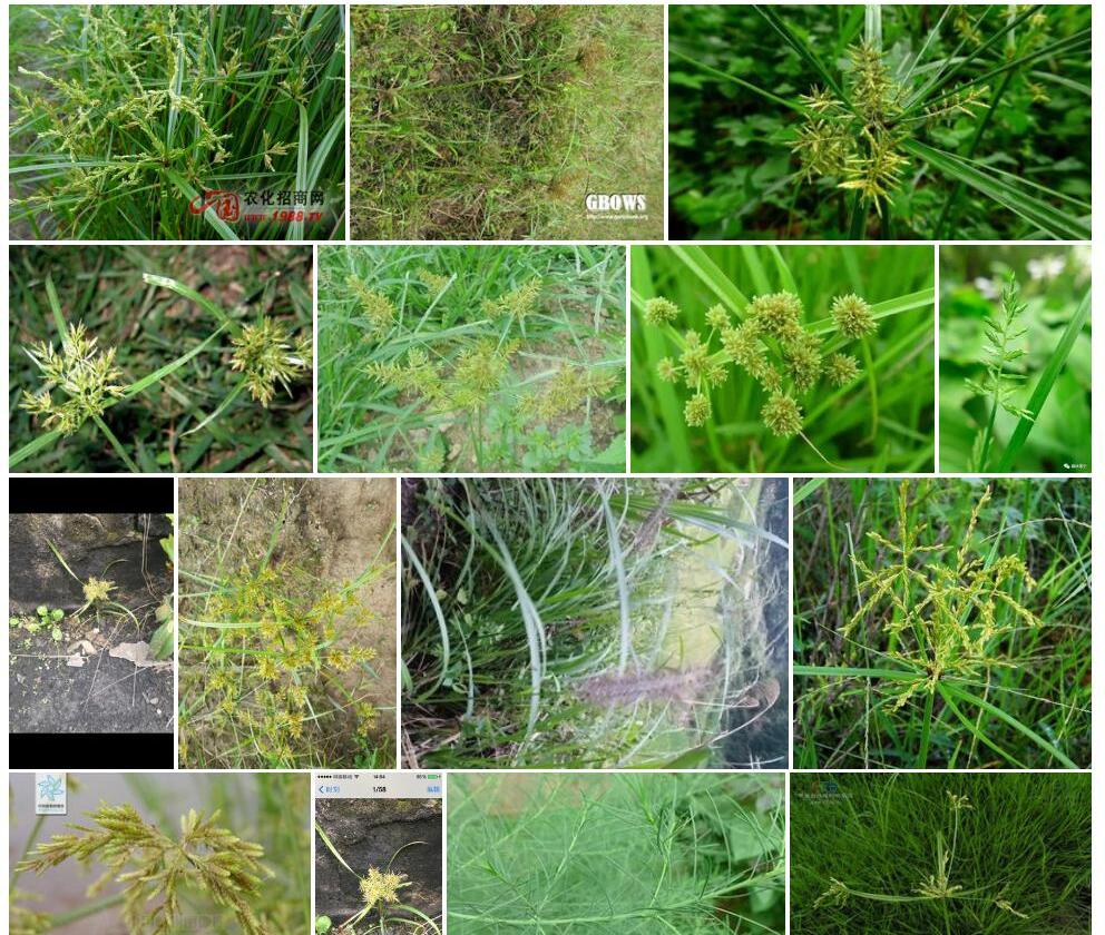 具芒碎米莎草照片和图片/
