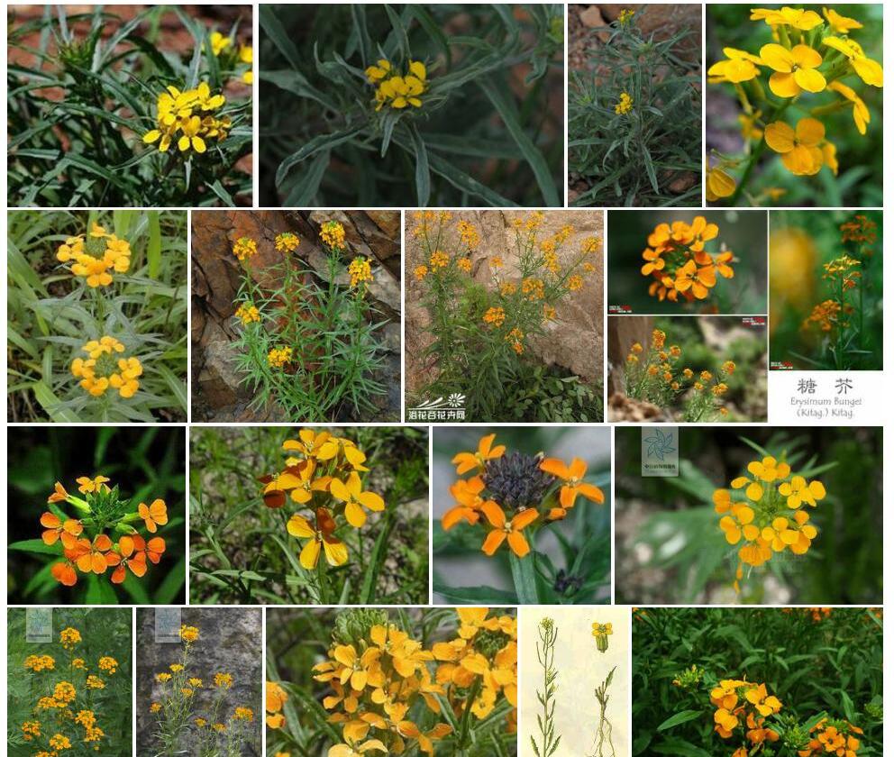 具苞糖芥照片和图片/