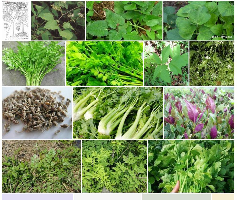 具萼茴芹照片和图片/