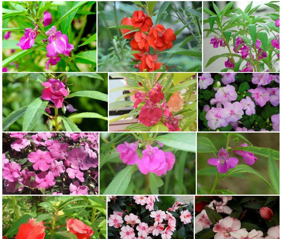 具鳞凤仙花照片和图片/