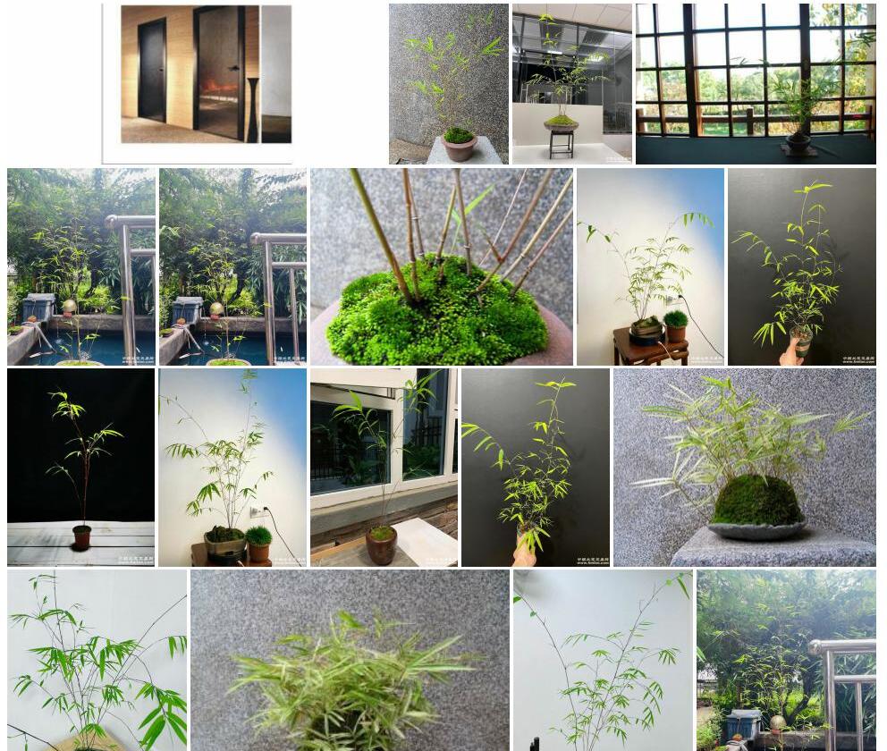 内门竹照片和图片/