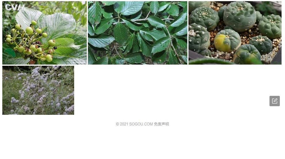 冠萼花楸照片和图片/