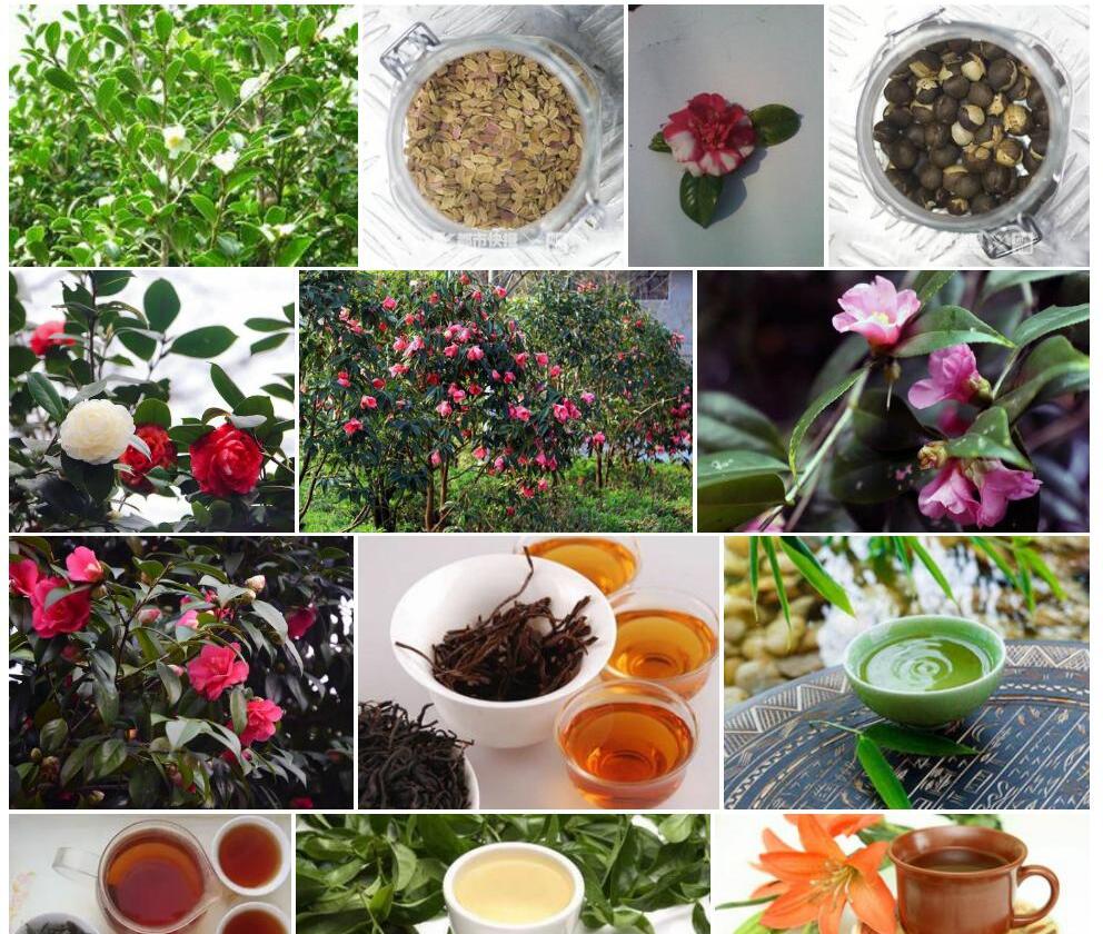 冬红短柱茶照片和图片/