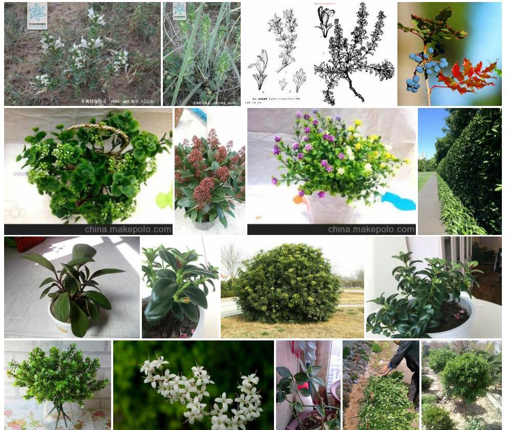 冬青叶兔唇花照片和图片/