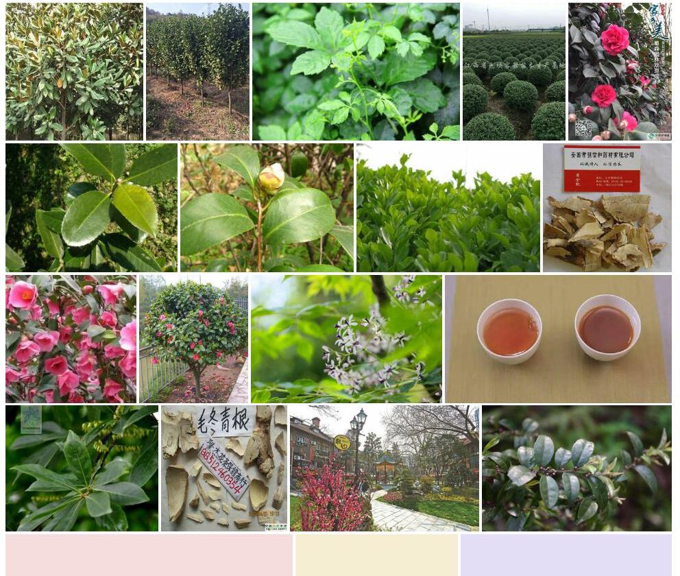 冬青叶山茶照片和图片/