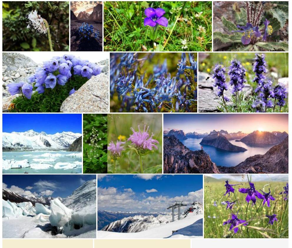 冰川翠雀花照片和图片/