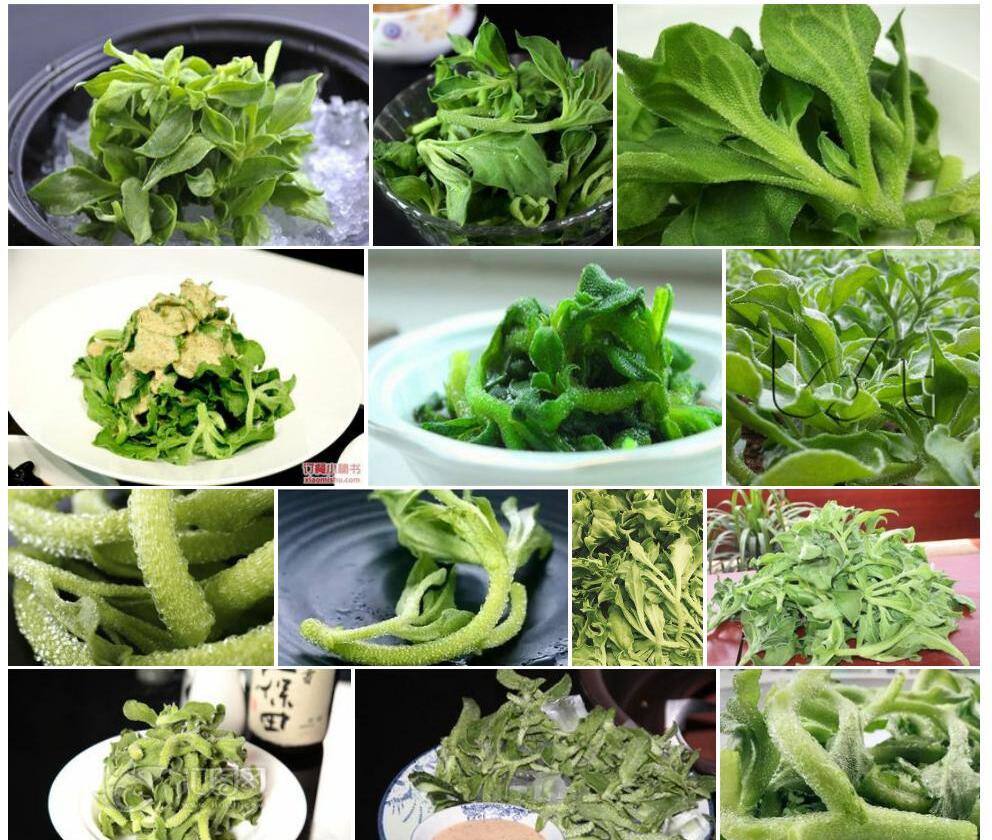 冰草照片和图片/