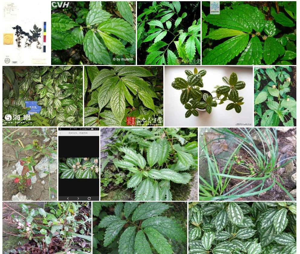 冷水花假楼梯草照片和图片/