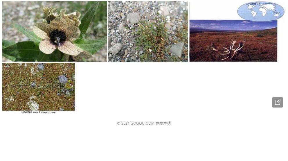 冻原繁缕照片和图片/