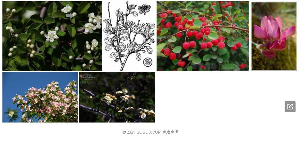 准噶尔栒子照片和图片/