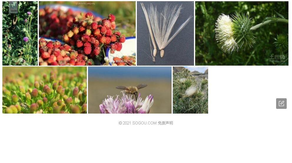 准噶尔蓟照片和图片/