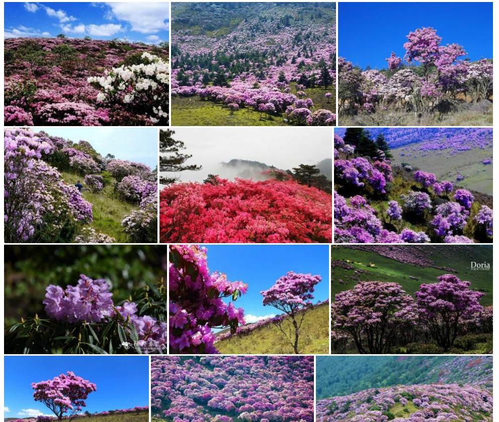 凉山杜鹃照片和图片/