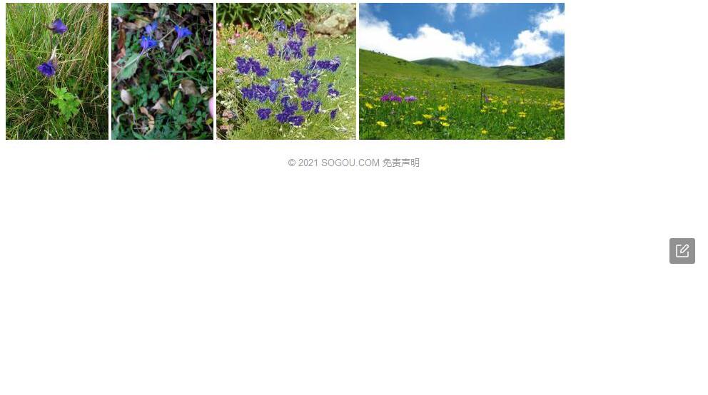 凉山翠雀花照片和图片/