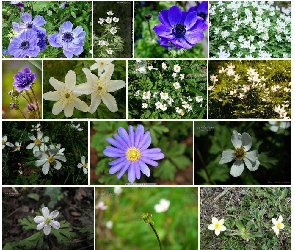 凉山银莲花照片和图片/