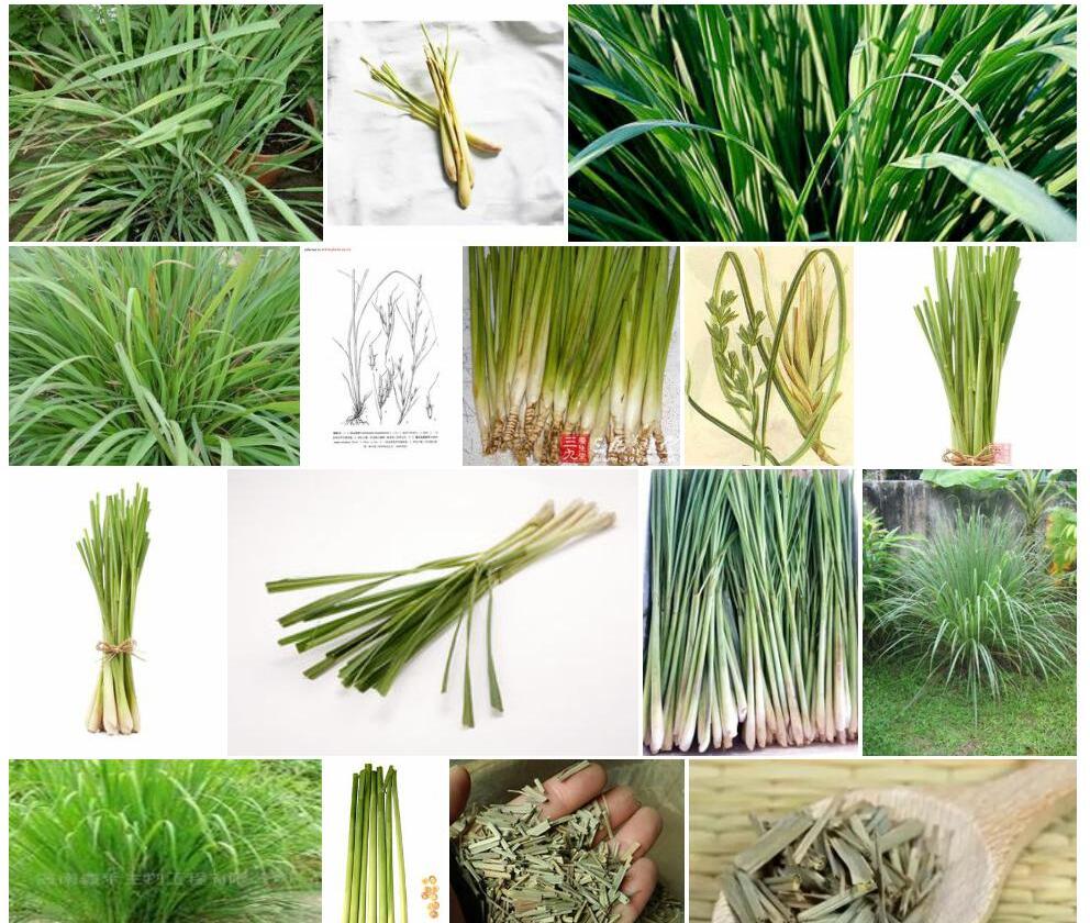 凉山香茅照片和图片/