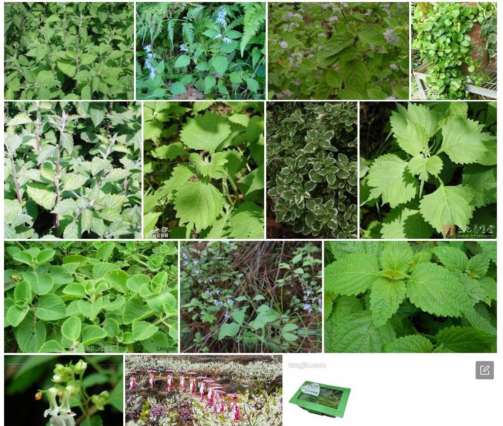 凉山香茶菜照片和图片/