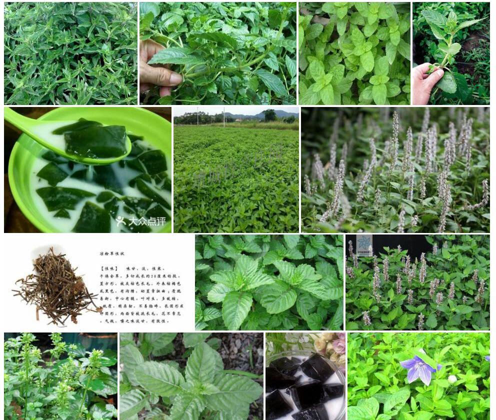 凉粉草照片和图片/