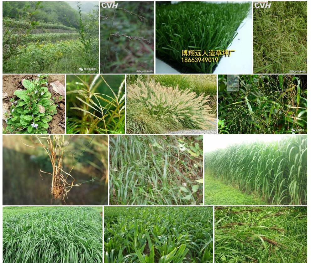 凌源隐子草照片和图片/