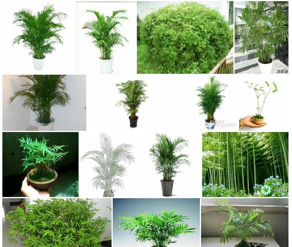 凤尾竹照片和图片/