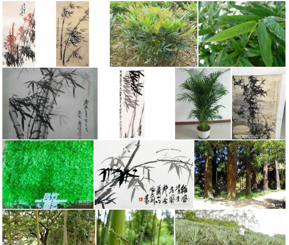 凤竹照片和图片/