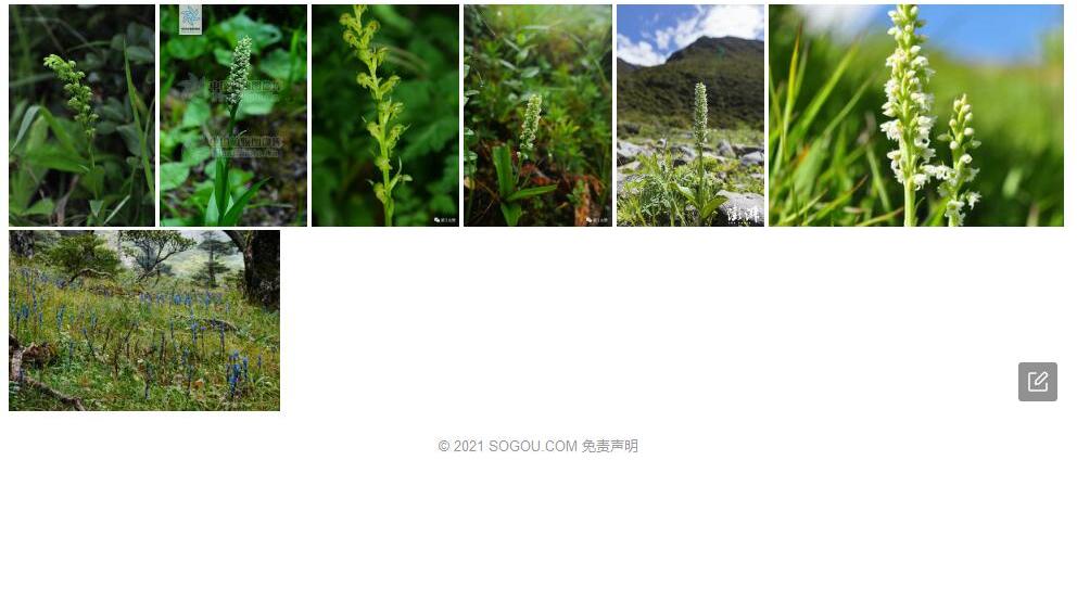 凸孔阔蕊兰照片和图片/