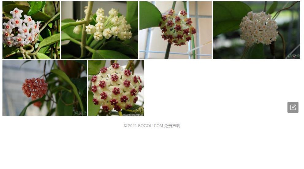 凸脉球兰照片和图片/
