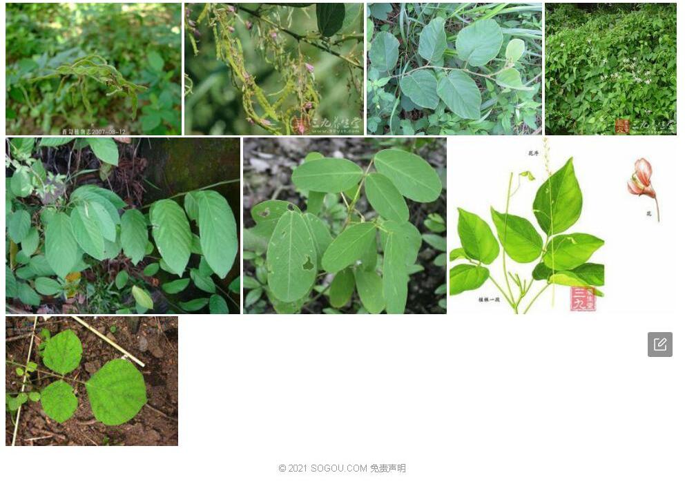 凹叶山蚂蝗照片和图片/