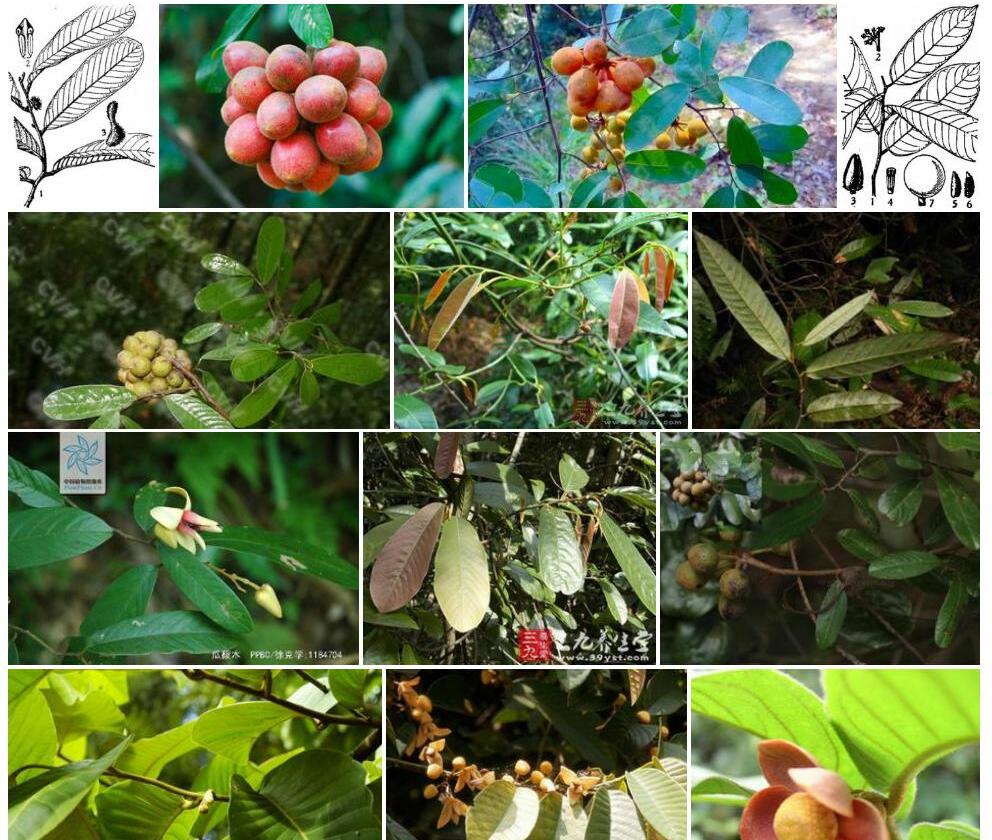 凹叶瓜馥木照片和图片/