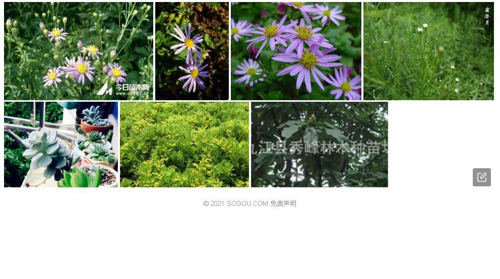 凹叶紫菀照片和图片/