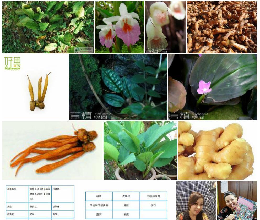 凹唇姜照片和图片/