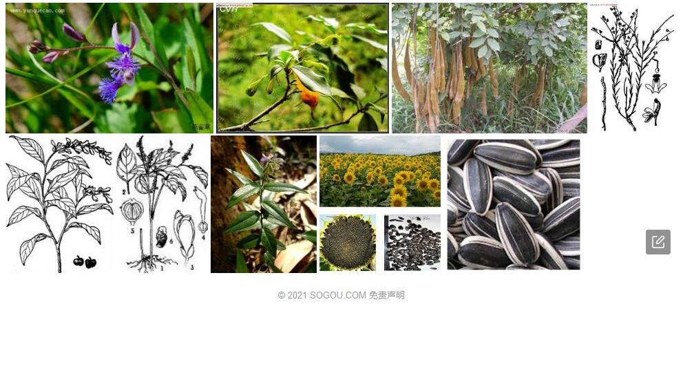 凹籽远志照片和图片/