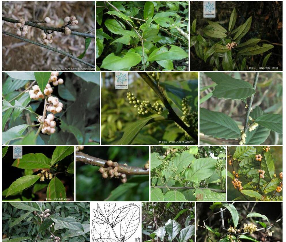凹脉杜茎山照片和图片/