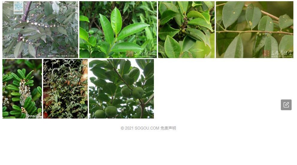 凹脉柃照片和图片/
