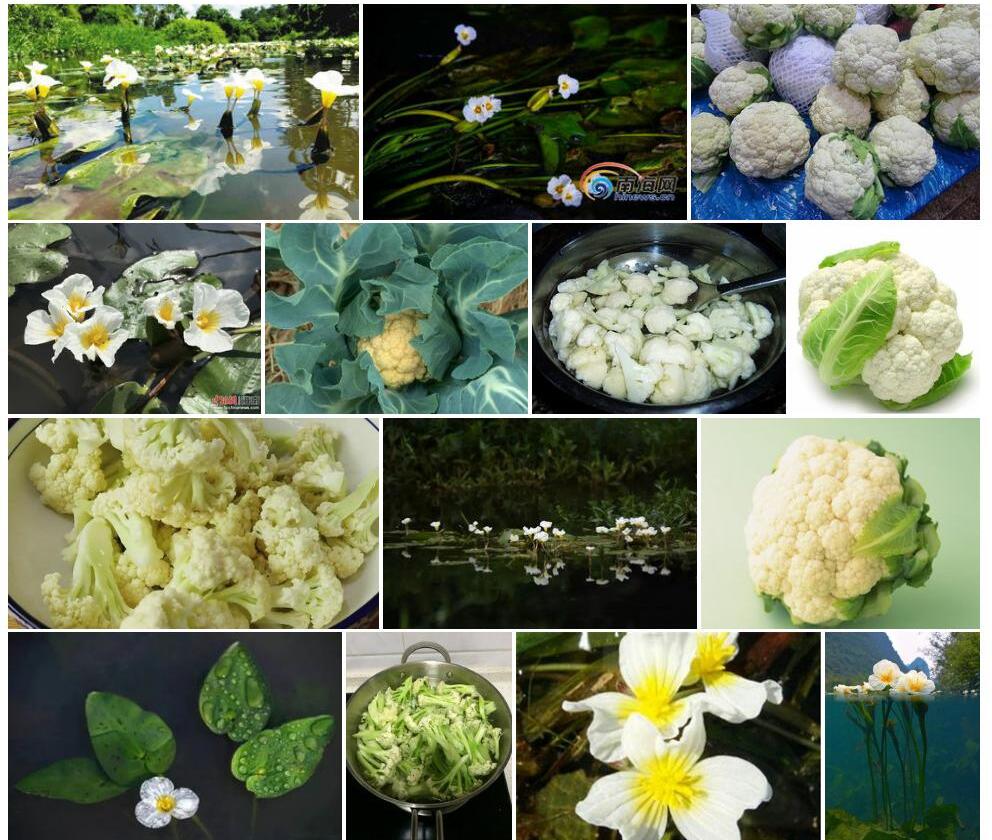 出水水菜花照片和图片/