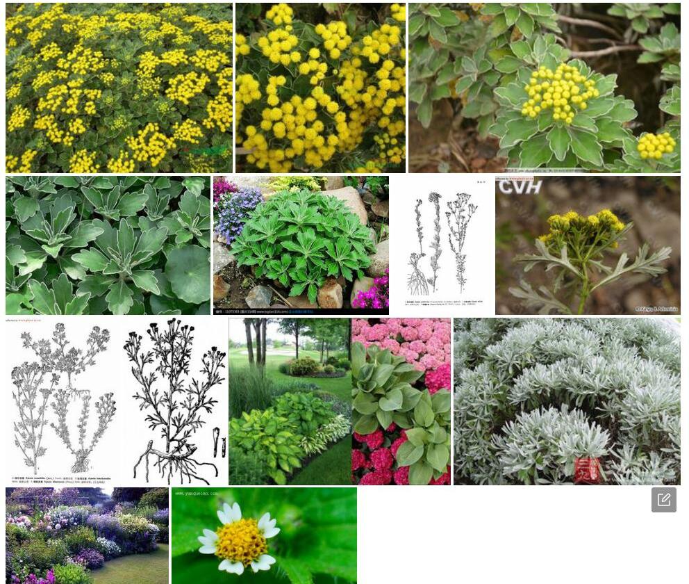 分枝亚菊照片和图片/