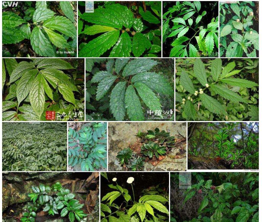 刚毛楼梯草照片和图片/