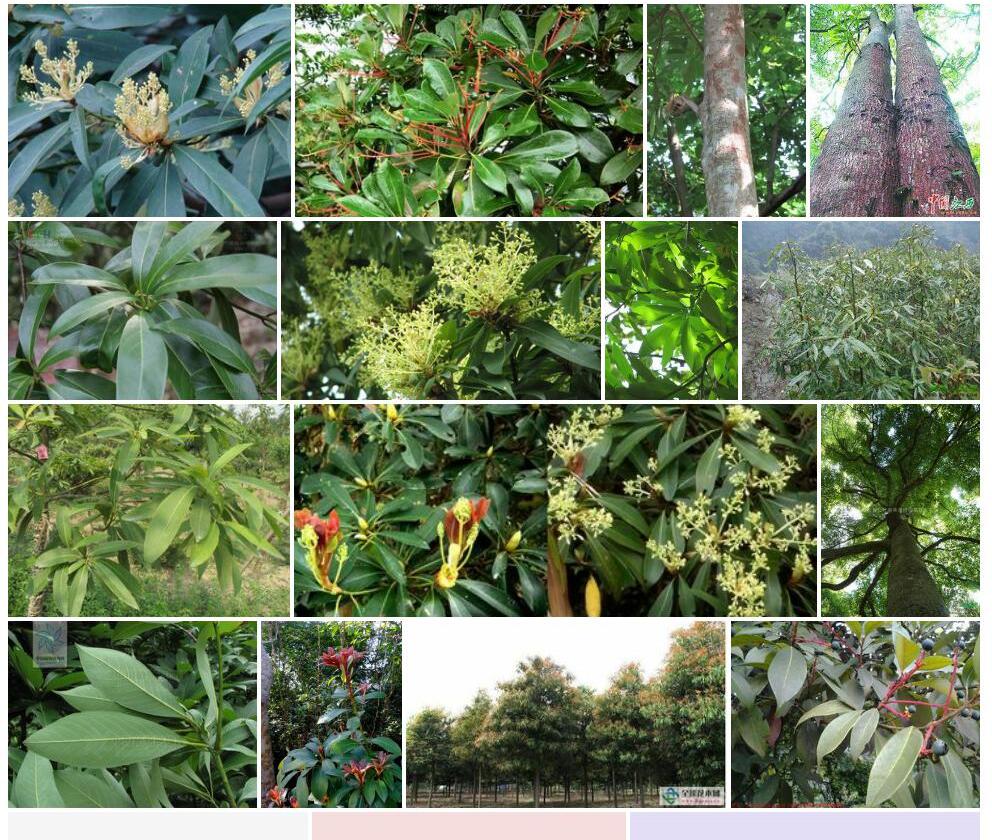 刨花润楠照片和图片/