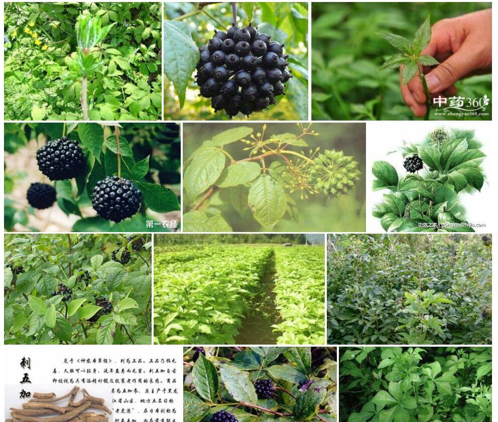 刺五加照片和图片/